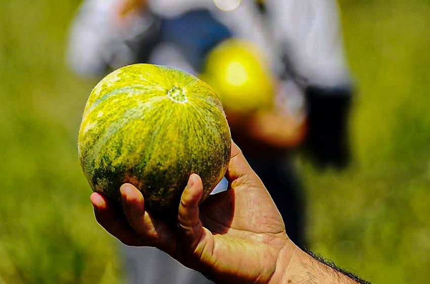Melon de Bağrıbütün