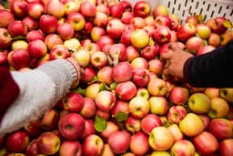 Obstgarten von Kabalı