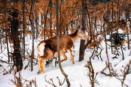 Naturpark Kadıpınarı