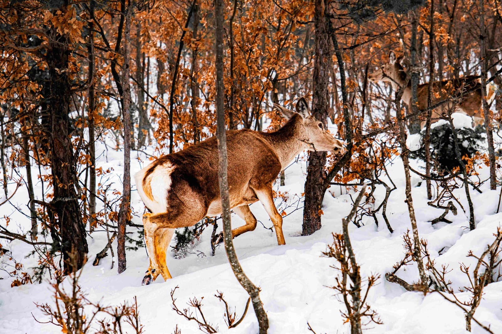 Naturpark Kadıpınarı