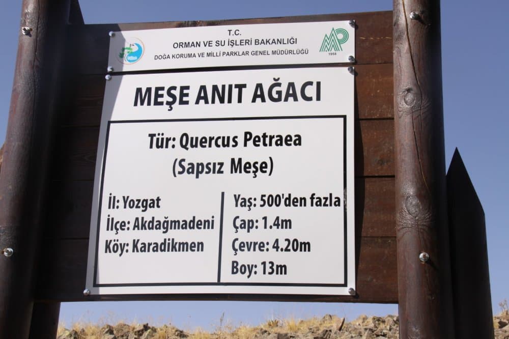 Chêne monumental de Karadikmen
