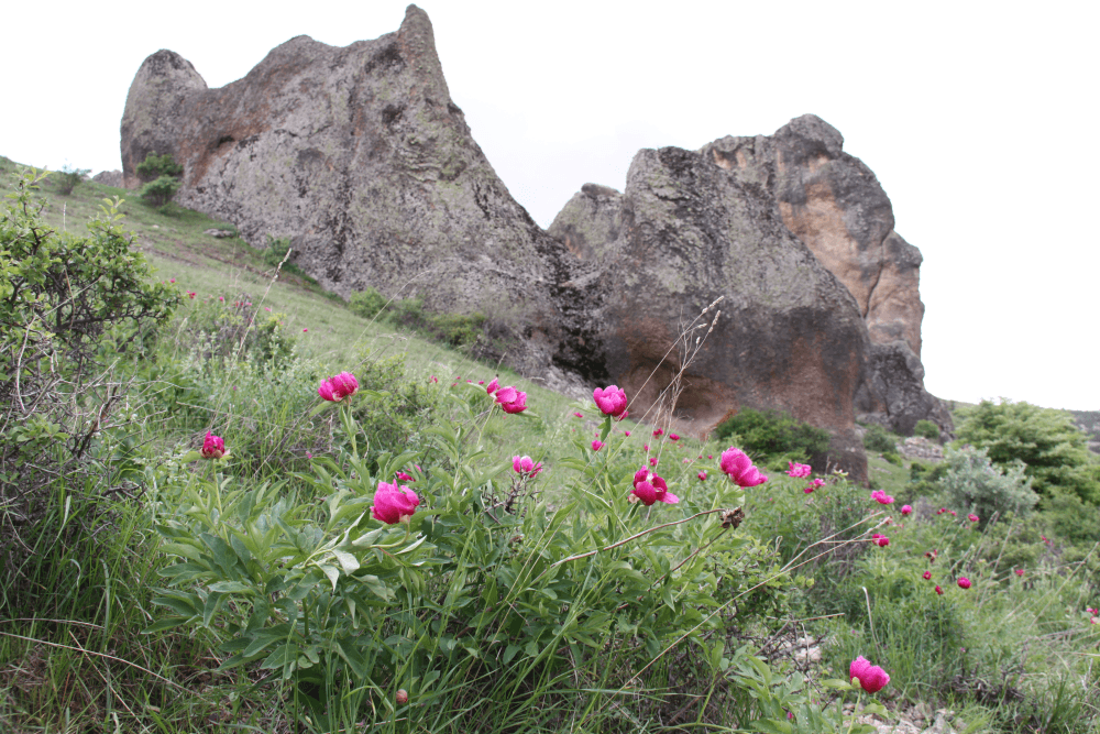 A plateau just 2 km from Yozgat city, famous for the 'Gelin Kayası' rock formation and its wild tulip meadows.